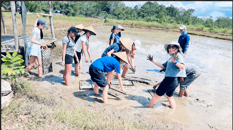 rice-farm